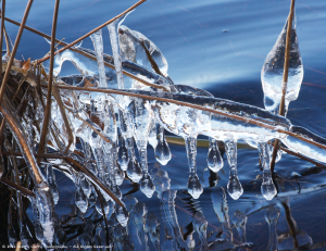 Ice Sculpture - Cedar Lake.png
